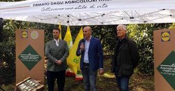 L’avocado siciliano conquista gli store Lidl Italia