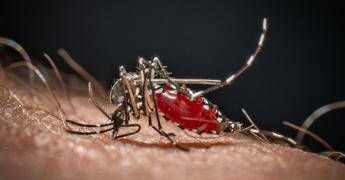 Medici ambiente, ‘zanzare e rischi connessi possibili fino a Natale’