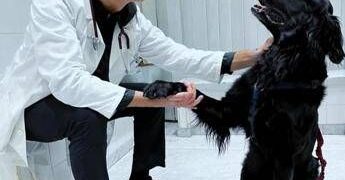 Perché i cani danno la zampa? Ecco come capire le richieste di Fido