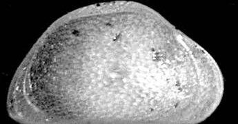 Scoperta in Italia una nuova specie di ostracode