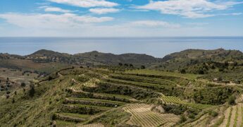Vino: la Calabria si racconta a Roma, un anno di successi e un 2026 di nuova promozione