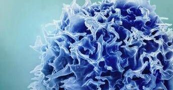 0Uno studio del MIT svela come “ringiovanire” il sistema immunitario tramite il fegato