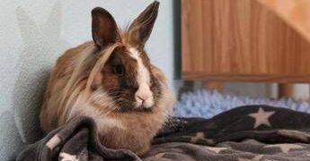 Allarme leishmaniosi in Europa, cos’è la malattia e quali animali la trasmettono