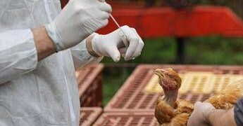 Aviaria, negli Usa primo caso umano al mondo: morto il paziente infettato dal virus