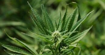 Cannabis light, Consiglio Stato accoglie ricorso: le aziende possono continuare a lavorare