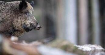 Caricato da un cinghiale durante battuta di caccia, morto pensionato