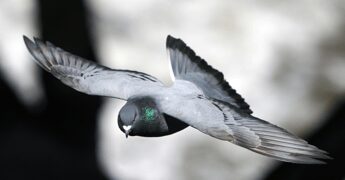 I piccioni nel bilancio delle città, migliaia di euro per pulire