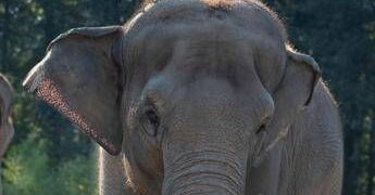 India, treno passeggeri travolge una mandria di elefanti: uccisi 8 esemplari