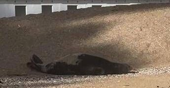 La foca monaca arriva a Numana, spunta la ricompensa: “1000 euro se non la disturbate”