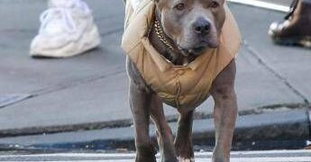 Milano, carabinieri provano ad arrestare un 69enne ma il suo pittbull non ci sta e azzanna