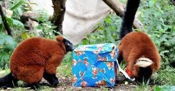 Natale, al Bioparco di Roma fitto calendario di appuntamenti dedicati alle famiglie