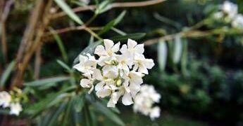 Oleandri, anche il fumo è killer: il caso di 76 bovini morti