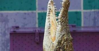 Palermo, in valigia una testa di coccodrillo: denunciato passeggero in aeroporto