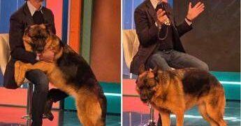 Pitbull attacca padrone e viene ucciso, il veterinario: “Cane non educato diventa problema”