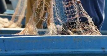 Salmonella nelle telline di Maccarese, stop temporaneo a raccolta e consumo