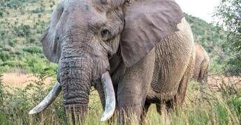 Uganda, scontro tra minibus ed elefante in parco nazionale: 3 morti