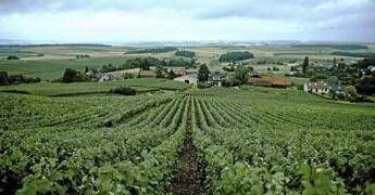 Vino, la Champagne presenta il Rapporto sulla responsabilità sociale della filiera