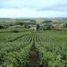 Vino, la Champagne presenta il Rapporto sulla responsabilità sociale della filiera