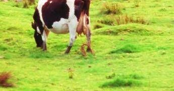 Aviaria, trovati anticorpi in una mucca nei Paesi Bassi: prima volta fuori dagli Usa