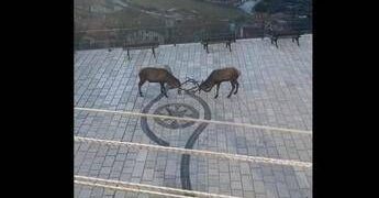 Barrea, cervi combattono in pieno centro: il video diventa virale