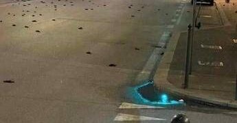 Capodanno, strage di uccelli a Roma ma la foto sui social è un fake