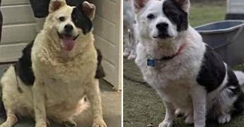 Da 30 a 15 chili in sei mesi, la rinascita di Patch: il cane che ha sconfitto l’obesità