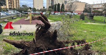 Roma, morte Francesca Ianni travolta da un albero: due indagati a rischio processo