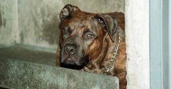 Salerno, bimbo di 13 mesi azzannato dal pitbull in casa