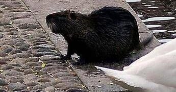 “Sì allo spezzatino con carne di nutria”, la mozione del consigliere veneto