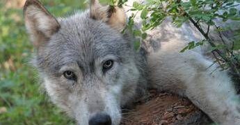 Avvistato branco di lupi a Fregene, chiusa Pineta Monumentale