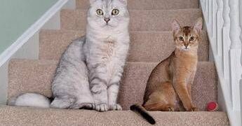 Cancro, la scoperta sui tumori dei gatti: lo studio e le nuove speranze