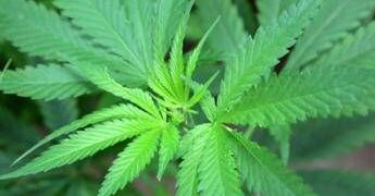 Cannabis, cannabidiolo nuovo alimento: ecco limite provvisorio per assunzione sicura