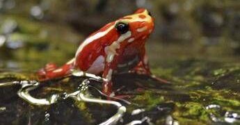 Epibatidina, tossina della rana freccia: cos’è il veleno che potrebbe aver ucciso Navalny