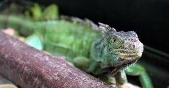 Florida, freddo record: dagli alberi cadono… iguane