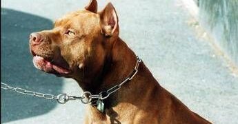 Frosinone, pitbull azzanna bimba di 2 anni e la scaraventa contro un muro
