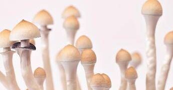 Fungo allucinogeno contro la depressione resistente, trattamento al via in Italia