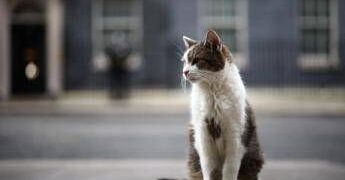 Gatto Larry compie 15 anni di servizio, è Chief Mouser a Downing Street