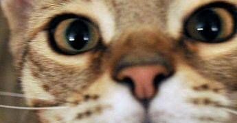 Micio che passione, il 32% degli italiani gioca più di 2 ore a settimana con il proprio gatto