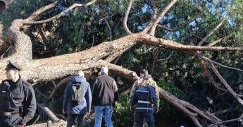 Roma, cade albero in via dei Fori Imperiali: 3 passanti feriti
