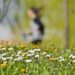 Stop alle piogge, arriva la primavera: sole e temperature in salita in tutta Italia