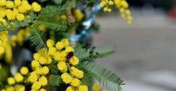 8 marzo, l’Abc della mimosa: perché si regala, dove nasce e come conservarla