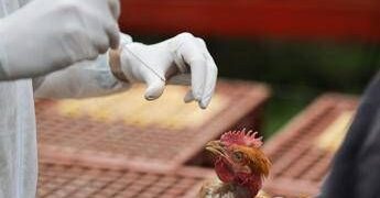 Aviaria, in Lombardia primo caso umano di A H9N2 rilevato in Europa