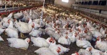 Aviaria, primo caso umano nell’Ue: “Nessun allarme, abbiamo i vaccini”