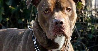 Bari, bimba di 2 anni agredita e ferita al volto da pitbull del vicino