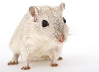 Cavie virtuali al posto degli animali, l’Agenzia europea del farmaco pronta a testare nuovo metodo