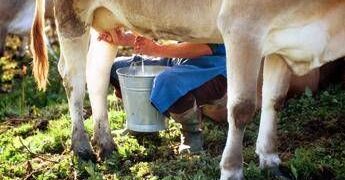 Formaggi a latte crudo, i benefici in un documento: “Troppo allarmismo”