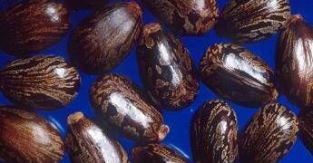 Madre e figlia morte a Campobasso, avvelentate con la ricina: che cos’è