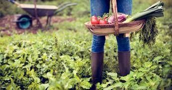 Usa, una famiglia rifiuta 26 milioni di dollari da un’azienda IA: “La nostra fattoria non diventerà un data center”