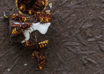 Trappola naturale per calabroni: come farla, quando usarla e perché funziona