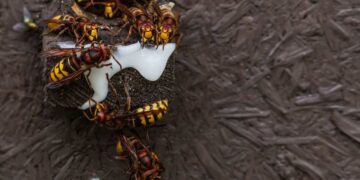 Trappola naturale per calabroni: come farla, quando usarla e perché funziona